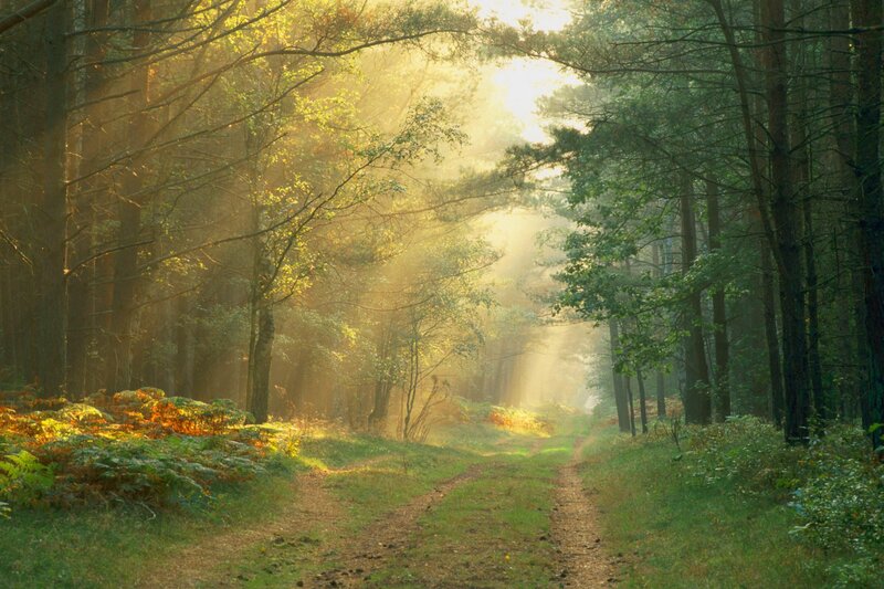 Sunlight Through Forest — Green, Serene, Morning, Photograph, Trees, Path, Fog, Yellow