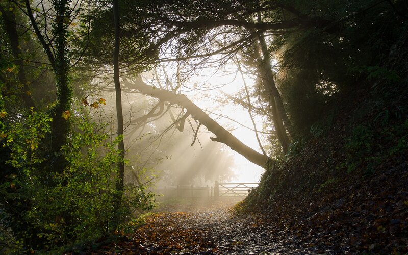 Sunlight Through Forest — Green, Serene, Morning, Photograph, Trees, Path, Gate