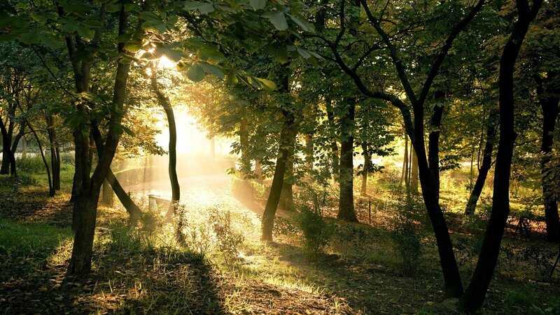 Sunlight Through Forest — Green, Serene, Morning, Photograph, Trees, Path, Grass