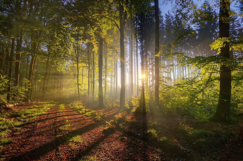 Sunlight Through Forest — Green, Serene, Morning, Photograph, Trees, Path, Leaves, Sun, Yellow, Brown