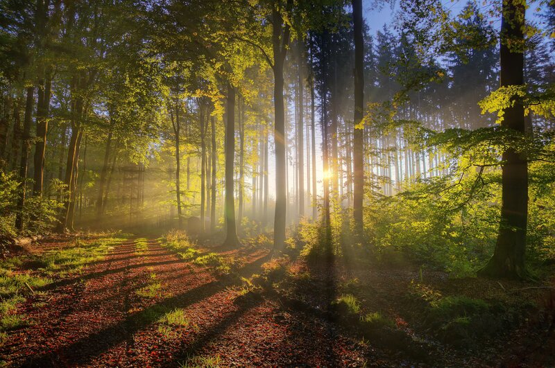 Sunlight Through Forest — Green, Serene, Morning, Photograph, Trees, Path, Leaves, Sun, Yellow