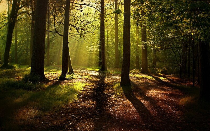 Sunlight Through Forest — Green, Serene, Morning, Photograph, Trees, Path, Leaves