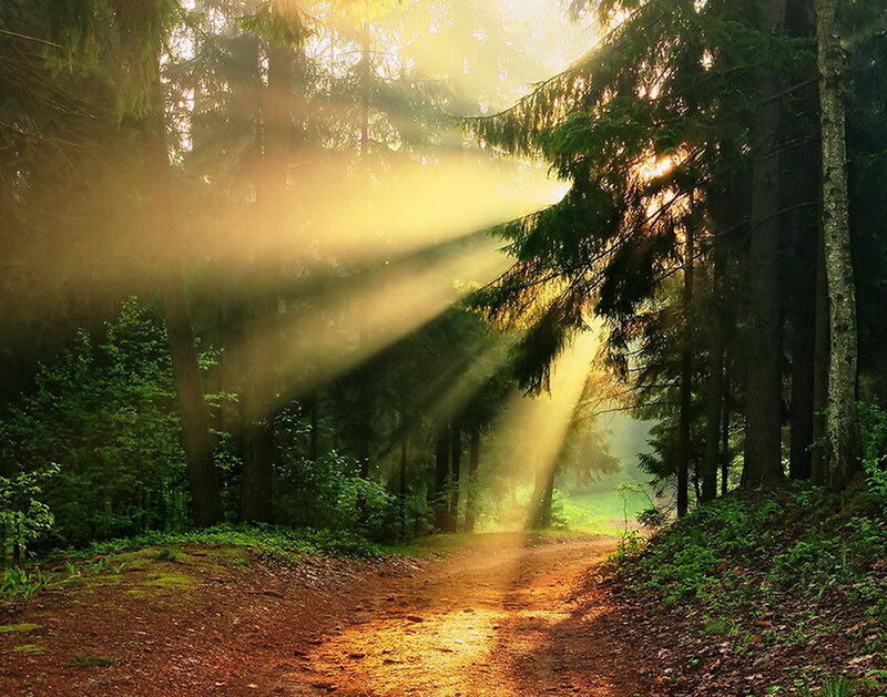 Sunlight Through Forest — Green, Serene, Morning, Photograph, Trees, Path, Mist