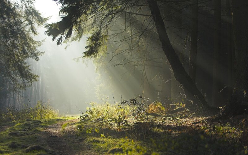 Sunlight Through Forest — Green, Serene, Morning, Photograph, Trees, Path, Moss, Brown, White