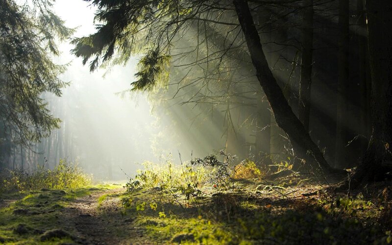 Sunlight Through Forest — Green, Serene, Morning, Photograph, Trees, Path, Moss