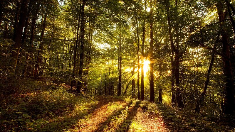 Sunlight Through Forest — Green, Serene, Morning, Photograph, Trees, Path, Sun