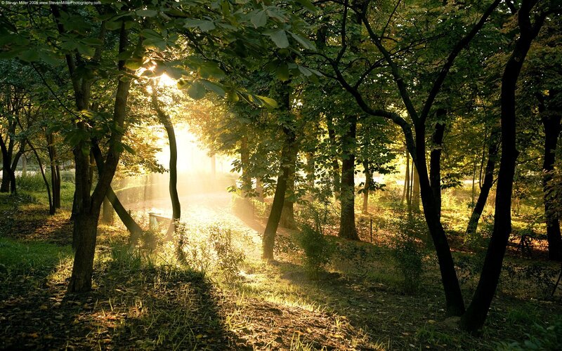 Sunlight Through Forest — Green, Serene, Morning, Photograph, Trees, Path, Sunbeams, Bench