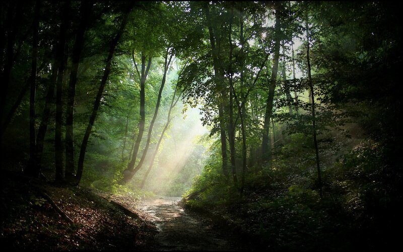 Sunlight Through Forest — Green, Serene, Morning, Photograph, Trees, Path, Sunbeams, Brown, White