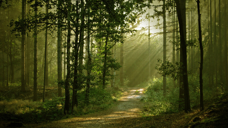 Sunlight Through Forest — Green, Serene, Morning, Photograph, Trees, Path, Sunbeams, Fog