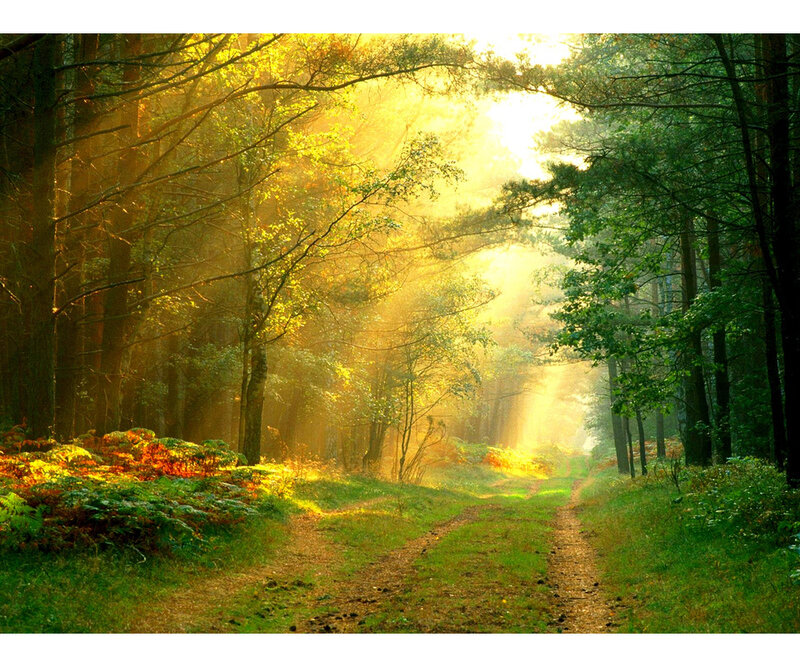Sunlight Through Forest — Green, Serene, Morning, Photograph, Trees, Path, Sunbeams