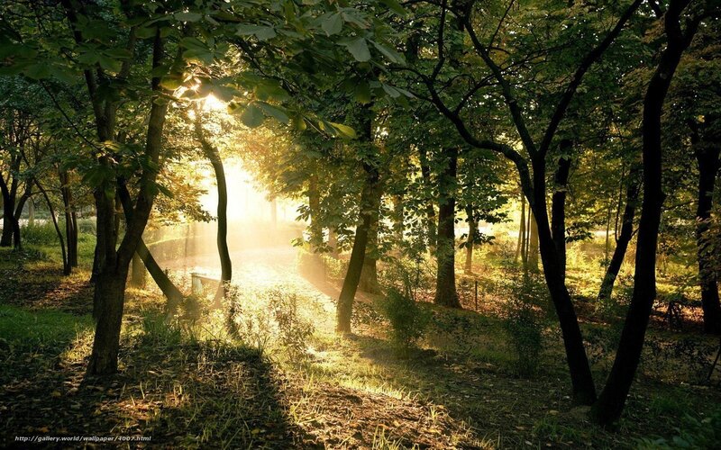 Sunlight Through Forest — Green, Serene, Morning, Photograph, Trees, Path