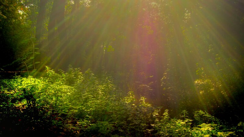 Sunlight Through Forest — Green, Serene, Morning, Photograph, Trees, Plants, Sunbeams