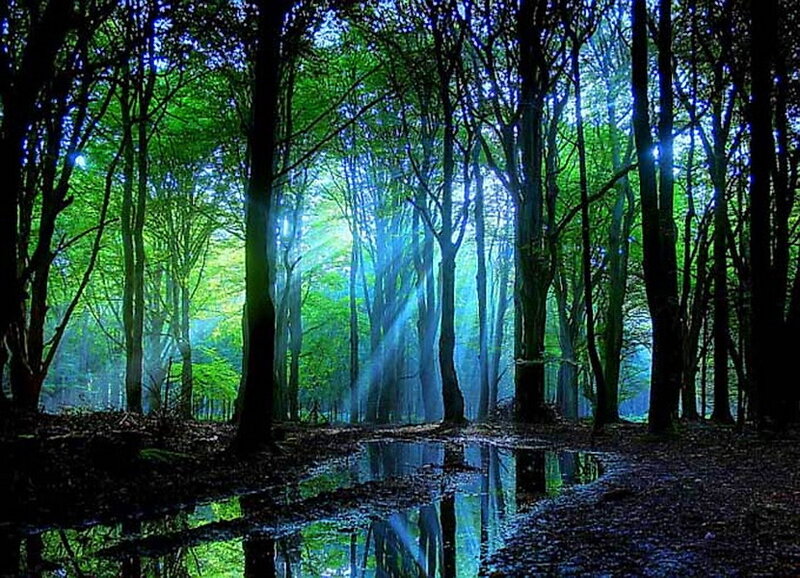 Sunlight Through Forest — Green, Serene, Morning, Photograph, Trees, Puddle