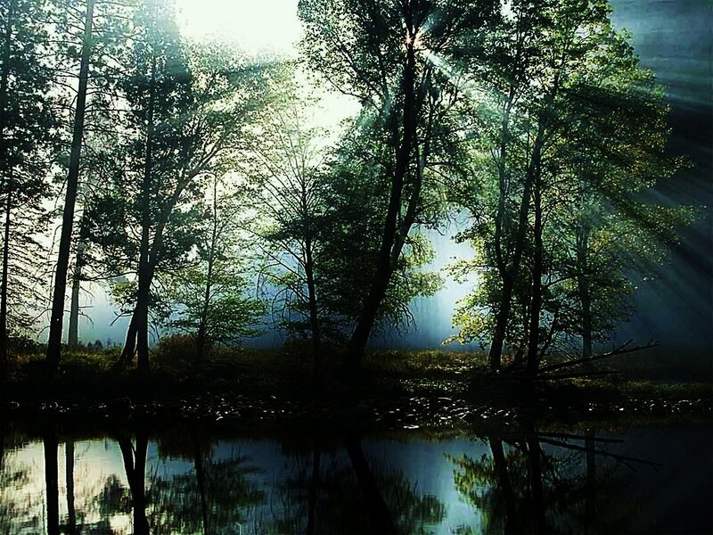 Sunlight Through Forest — Green, Serene, Morning, Photograph, Trees, River, Sunbeams