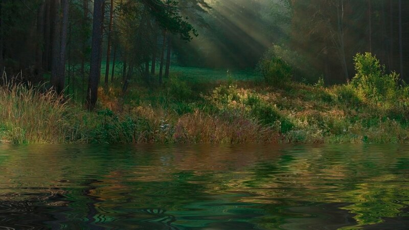 Sunlight Through Forest — Green, Serene, Morning, Photograph, Trees, River