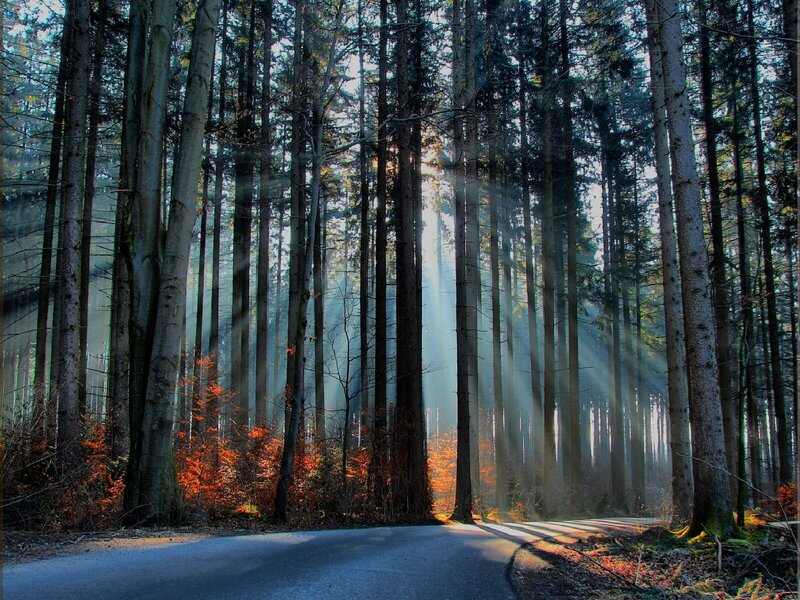 Sunlight Through Forest — Green, Serene, Morning, Photograph, Trees, Road, Sunbeams