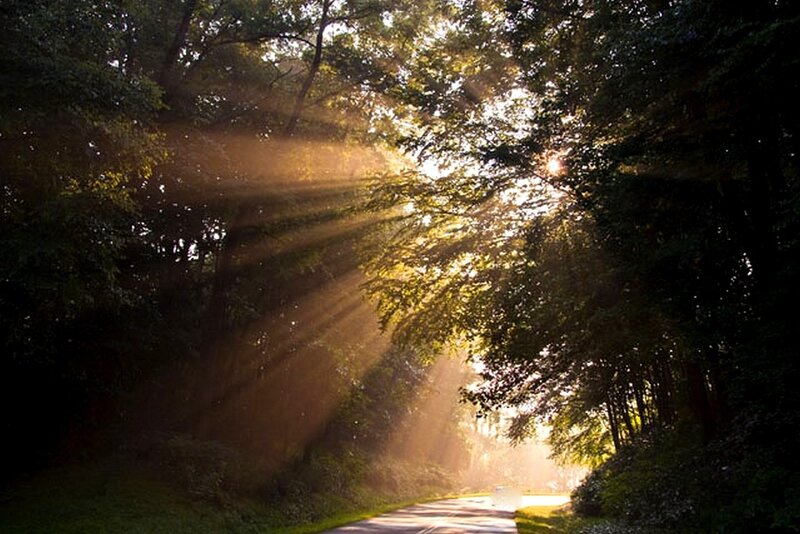 Sunlight Through Forest — Green, Serene, Morning, Photograph, Trees, Road, Sunbeams, Yellow