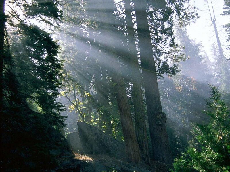 Sunlight Through Forest — Green, Serene, Morning, Photograph, Trees, Rocks, Mist