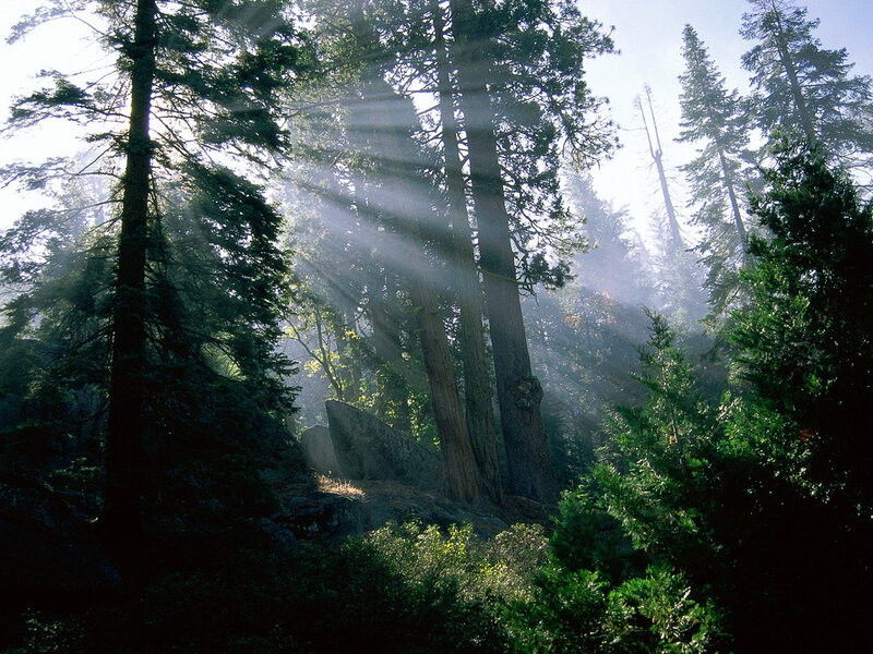 Sunlight Through Forest — Green, Serene, Morning, Photograph, Trees, Rocks, Sunbeams, Brown