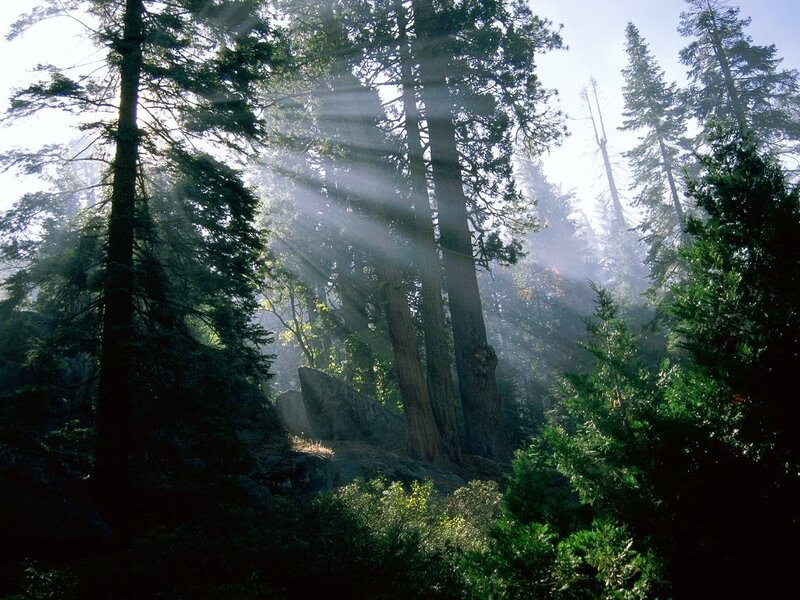 Sunlight Through Forest — Green, Serene, Morning, Photograph, Trees, Rocks, Sunbeams, Brown, White