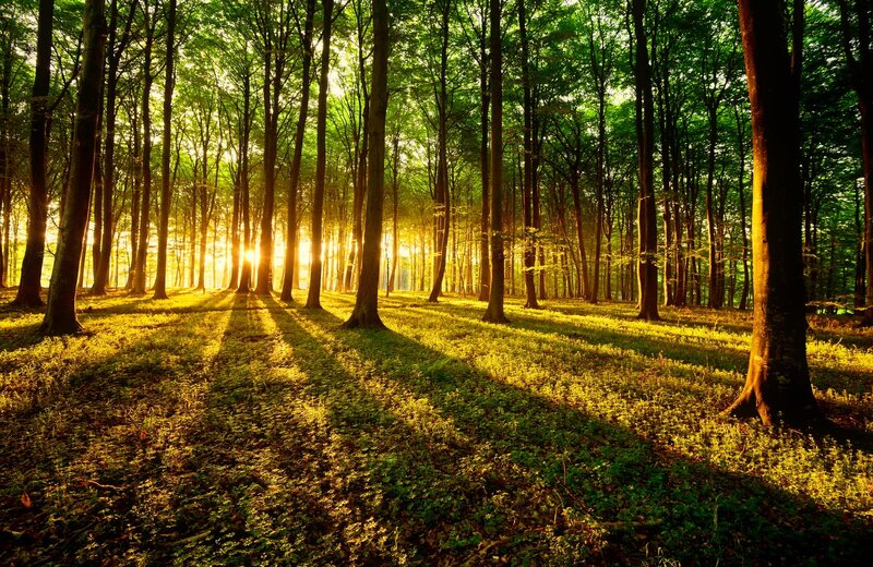 Sunlight Through Forest — Green, Serene, Morning, Photograph, Trees, Shadows