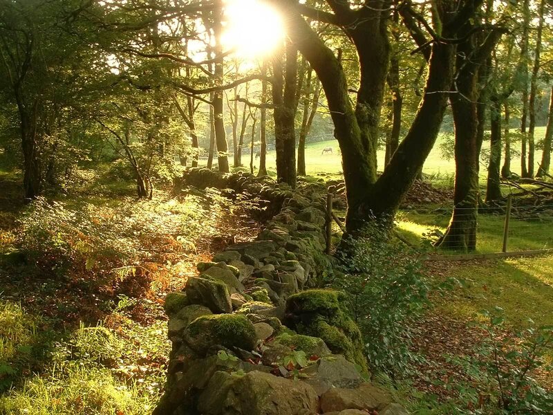Sunlight Through Forest — Green, Serene, Morning, Photograph, Trees, Stone Wall