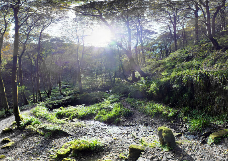 Sunlight Through Forest — Green, Serene, Morning, Photograph, Trees, Stream, Moss