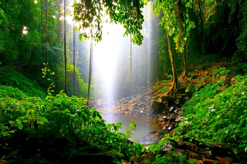 Sunlight Through Forest — Green, Serene, Morning, Photograph, Trees, Stream, Rocks
