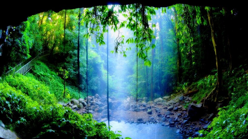 Sunlight Through Forest — Green, Serene, Morning, Photograph, Trees, Stream