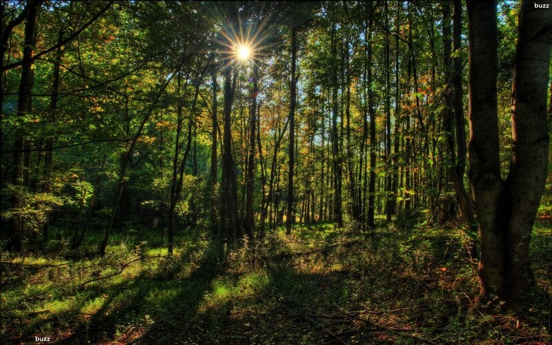 Sunlight Through Forest — Green, Serene, Morning, Photograph, Trees, Sun, Forest Floor, Brown