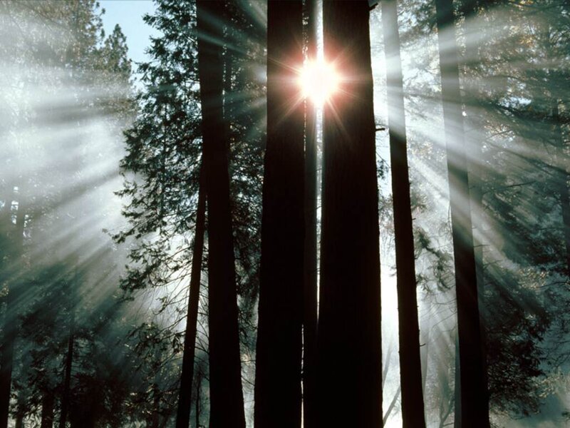 Sunlight Through Forest — Green, Serene, Morning, Photograph, Trees, Sun