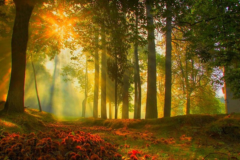 Sunlight Through Forest — Green, Serene, Morning, Photograph, Trees, Sunbeams, Chestnuts