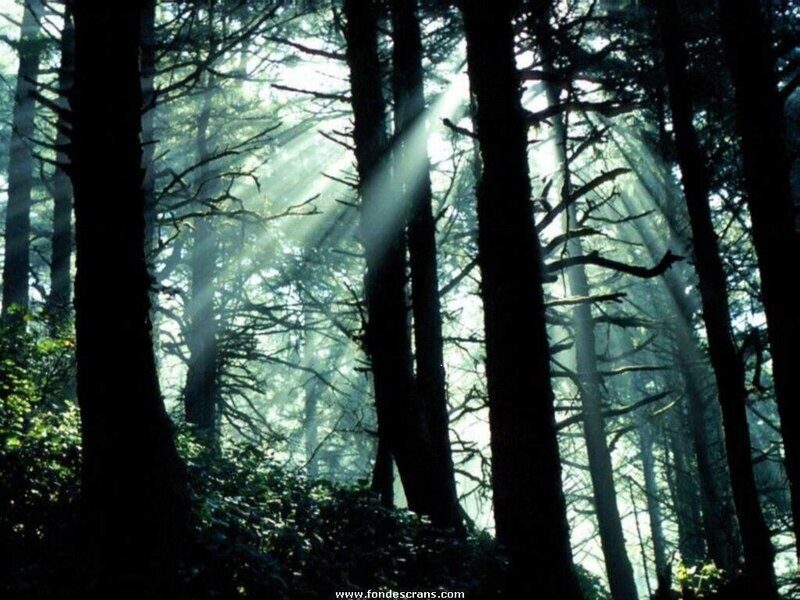 Sunlight Through Forest — Green, Serene, Morning, Photograph, Trees, Sunbeams, Foliage, Black