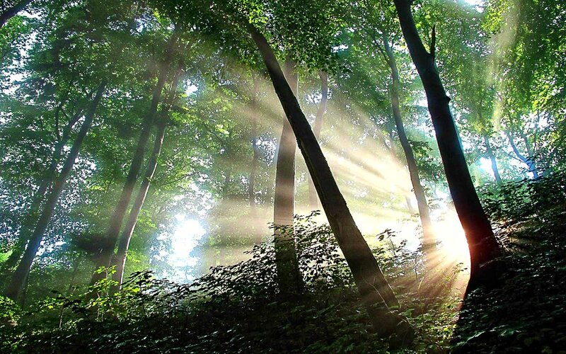 Sunlight Through Forest — Green, Serene, Morning, Photograph, Trees, Sunbeams, Foliage