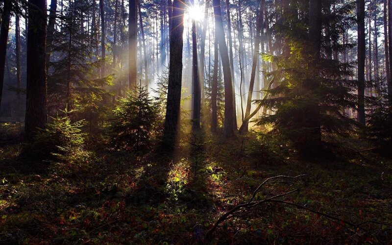Sunlight Through Forest — Green, Serene, Morning, Photograph, Trees, Sunbeams, Forest Floor