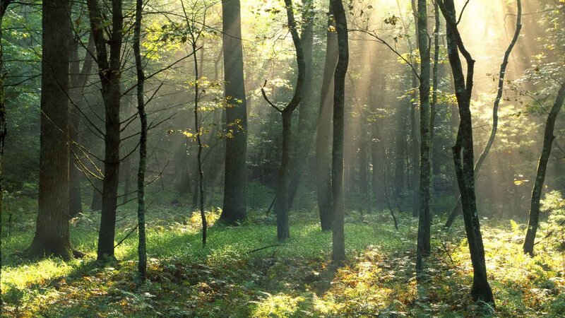 Sunlight Through Forest — Green, Serene, Morning, Photograph, Trees, Sunbeams, Grass, Brown