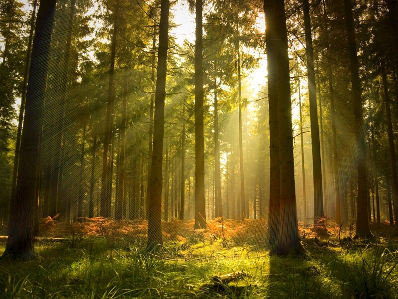 Sunlight Through Forest — Green, Serene, Morning, Photograph, Trees, Sunbeams, Grass
