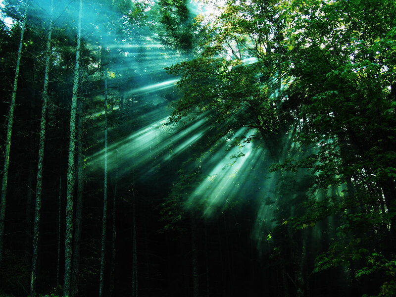 Sunlight Through Forest — Green, Serene, Morning, Photograph, Trees, Sunbeams, Mist, Black