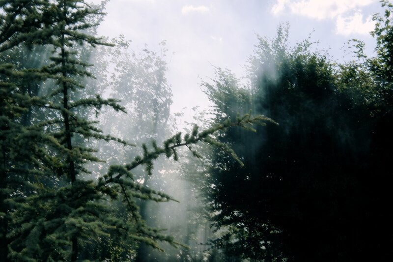 Sunlight Through Forest — Green, Serene, Morning, Photograph, Trees, Sunbeams, Mist, White, Gray