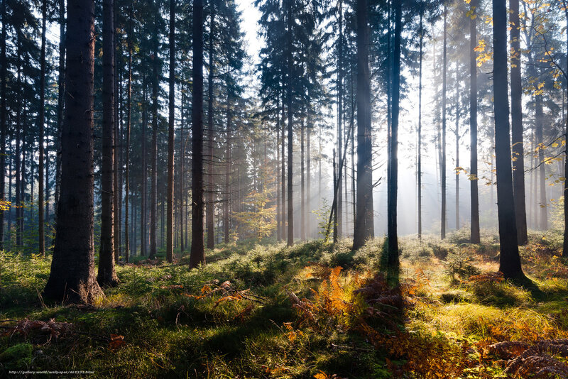 Sunlight Through Forest — Green, Serene, Morning, Photograph, Trees, Sunbeams, Moss, Brown, Yellow