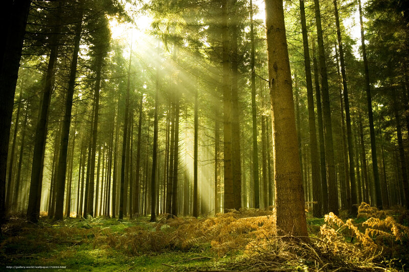 Sunlight Through Forest — Green, Serene, Morning, Photograph, Trees, Sunbeams, Moss