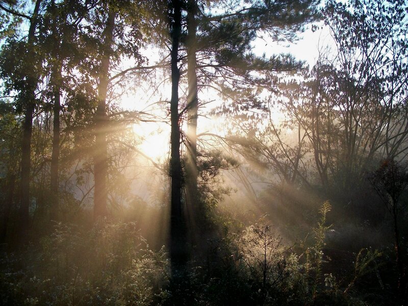 Sunlight Through Forest — Green, Serene, Morning, Photograph, Trees