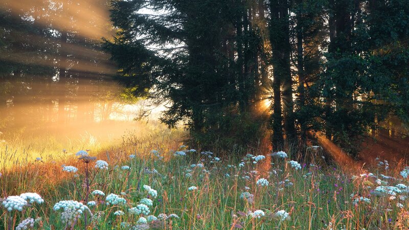 Sunlight Through Forest — Green, Serene, Morning, Photograph, Trees, Wildflowers, Mist