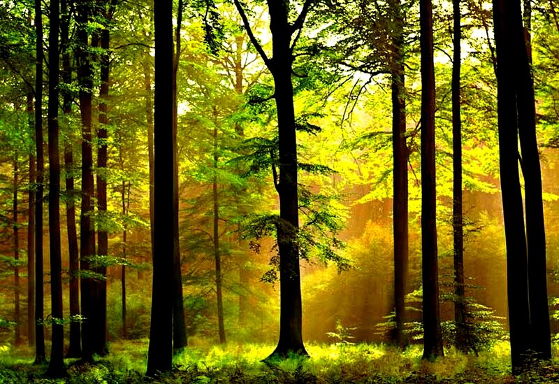 Sunlight Through Forest — Green, Serene, Morning, Photograph, Trees, Yellow