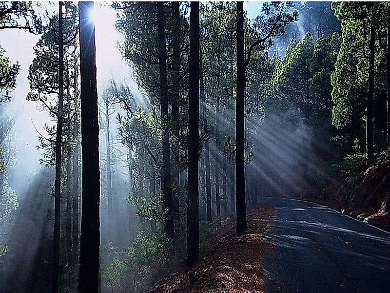Sunlight Through Forest — Green, Serene, Morning