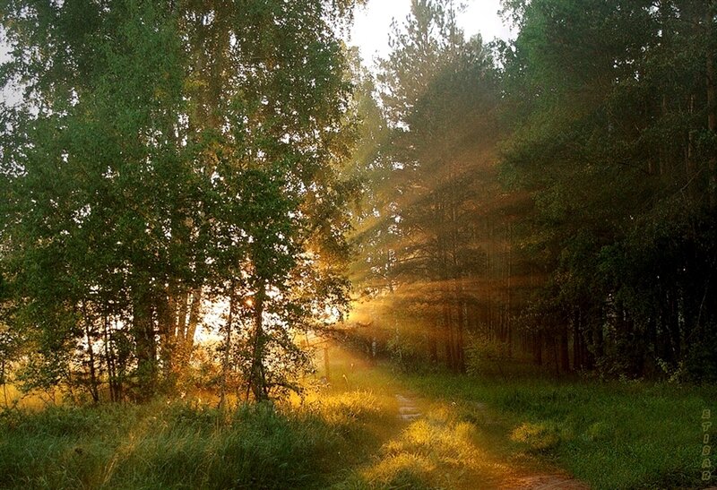 Sunlight Through Forest — Green, Serene, Sunrise, Photograph