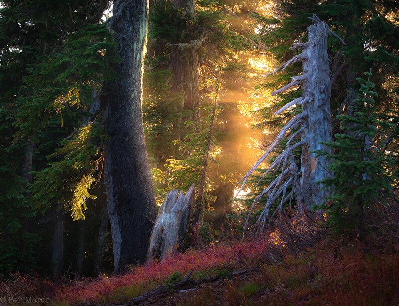 Sunlight Through Forest — Green, Serene, Sunrise, Photograph, Trees, Forest Floor