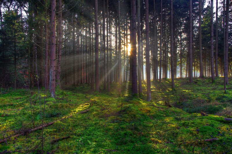 Sunlight Through Forest — Green, Serene, Sunrise, Photograph, Trees, Moss