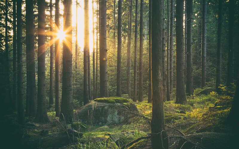 Sunlight Through Forest — Green, Serene, Sunrise, Photograph, Trees, Rocks