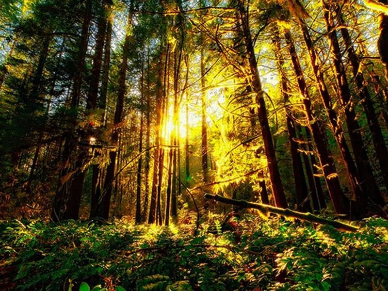 Sunlight Through Forest — Green, Serene, Sunrise, Photograph, Trees